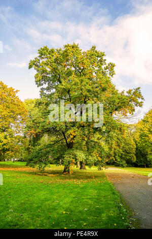 Parklandschaft mit Bäumen lädt zum Wandern ein. Stockfoto