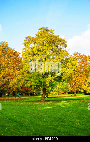 Parklandschaft mit Bäumen lädt zum Wandern ein. Stockfoto