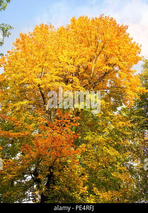 Parklandschaft mit Bäumen lädt zum Wandern ein. Stockfoto