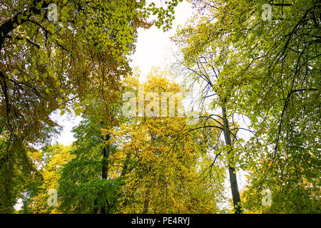 Parklandschaft mit Bäumen lädt zum Wandern ein. Stockfoto