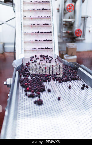 Fabrik fr das Einfrieren und Verpackung Frchte. Die unkenntlich Arbeiter  Hnde in schtzende blaue Handschuhe, Auswahl der Gefrorene Brombeeren  Stockfotografie - Alamy