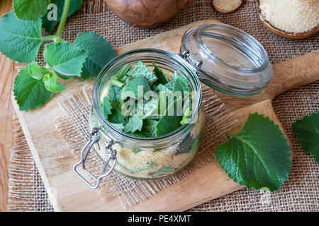 Vorbereitung einer hausgemachten Kräuter Sirup gegen Erkältung aus Silber spurflower und Rohrzucker Stockfoto