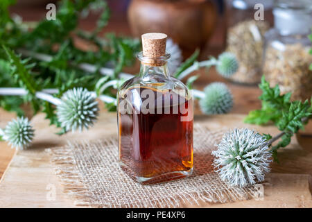 Eine Flasche des glandulären Globus - thistle Tinktur aus frischen blühenden Echinops sphaerocephalus Anlage Stockfoto