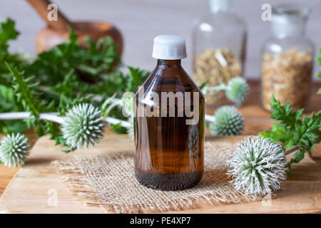 Eine Flasche des glandulären Globus - thistle Tinktur aus frischen blühenden Echinops sphaerocephalus Anlage Stockfoto