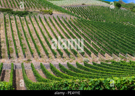 Reife Trauben auf einem weinstock Plantage an einem schönen, sonnigen, warmen Sommertag im westlichen Deutschland. Stockfoto