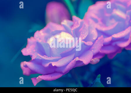 Morgentau auf roten Rosen im Garten Stockfoto