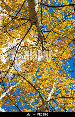 Aspen Bäume Gelb und Gold Anzeigen der Wolken und blauer Himmel in den Rocky Mountains Stockfoto