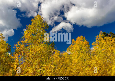 Schöne Aspen Bäume Gelb und Gold gegen ein bewölkter Himmel Stockfoto