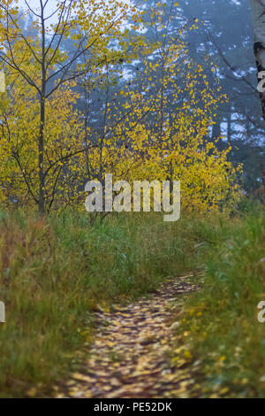 Ein Weg mit der Gefallenen gelb Aspen Blätter in der kalten Rocky Mountains verunreinigt Stockfoto