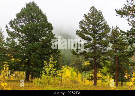 Misty Rocky Mountain fallen Morgen dappled mit gelben Aspen Bäume unter den Kiefern Stockfoto