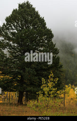 Foggy Rocky Mountain fallen Morgen dappled mit gelben Aspen Bäume brillant Farben ändern Stockfoto