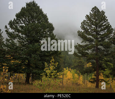 Nebel, Herbst Tag mit Aspen Bäume Farbe ändern inmitten von Pinien in den Rocky Mountains Stockfoto