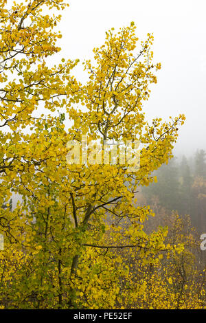 Leuchtendes gelb Aspen Bäume auf eine kühle, neblige Rocky Mountain morgen Stockfoto