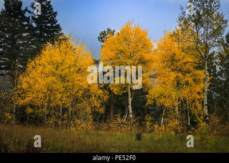 Stand der leuchtenden gelben Aspen Bäume wechselnden Farben inmitten von Pinien auf einem nebligen Herbst Morgen in den Rocky Mountains Stockfoto