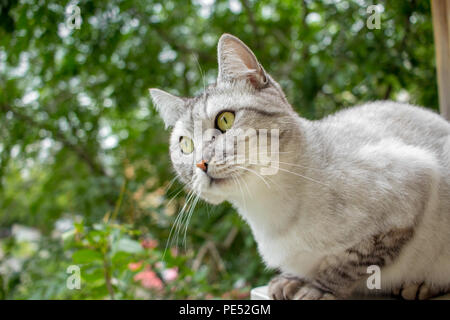 Grau britische Haarschnitt Katze im grünen Garten Stockfoto