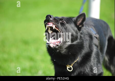 Wütend Deutscher Schäferhund Stockfoto