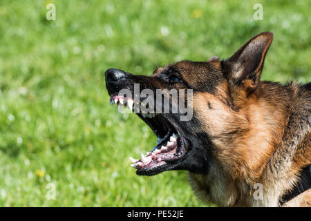 Wütend Deutscher Schäferhund Stockfoto