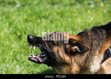 Wütend Deutscher Schäferhund Stockfoto