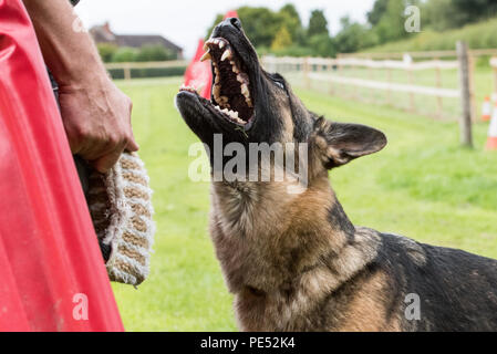 Wütend Deutscher Schäferhund Stockfoto