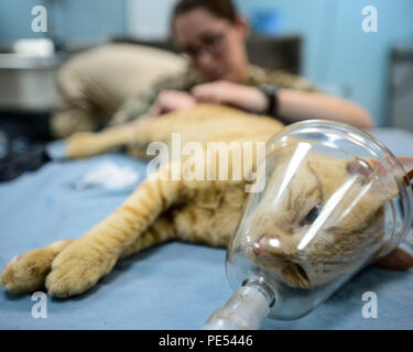 Us-Armee 463Rd militärische Abteilung Veterinärdienst Mitglieder Anästhesie für eine Kastration Verfahren verwalten an einem unbekannten Ort in Südwestasien, Sept. 28, 2015. Das Team verwendet die Falle, kastrieren, impfen und Programm zur Rückgabe zu kontrollieren und die katzenartige Bevölkerung auf Basis stabilisieren. (U.S. Air Force Foto von älteren Flieger Racheal E.Watson/Freigegeben) Stockfoto