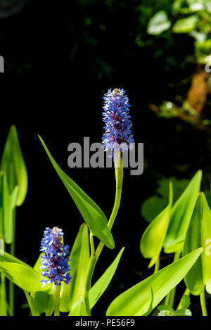 Pontederia cordata, pickerel Unkraut, blau flowr Wasserpflanzen. Stockfoto