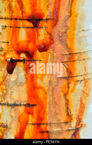 Baum sap nach unten sickern, Birkenrinde, grössere Sudbury, Ontario, Kanada Stockfoto