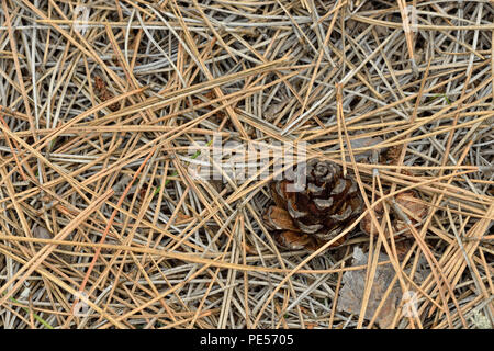 Gefallenen Red pine Nadeln und Pine Cone, Greater Sudbury, Ontario, Kanada Stockfoto