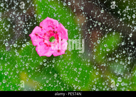 Schafe Laurel (Kalmia angustifolia) Gefallenen blossom ruht auf Spinnennetz, grössere Sudbury, Ontario, Kanada Stockfoto