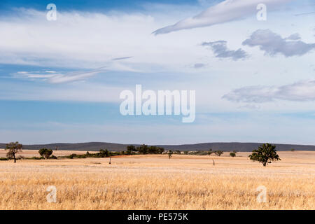 Savanna Wiesen entlang des Mittelwestens Highway, in der Nähe von Rankins Federn, einer Stadt in der Riverina Region von New South Wales, Australien. Stockfoto