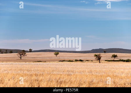 Savanna Wiesen entlang des Mittelwestens Highway, in der Nähe von Rankins Federn, einer Stadt in der Riverina Region von New South Wales, Australien. Stockfoto