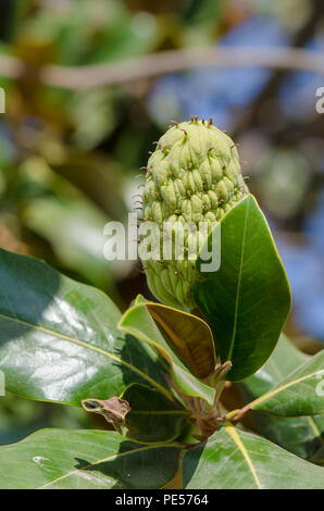 Obst, Samenkapseln eines Magnolia grandiflora Baum, südlichen Magnolia oder bull Bay, Andalusien, Spanien. Stockfoto