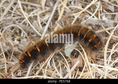 Fox Moth Caterpillar Stockfoto