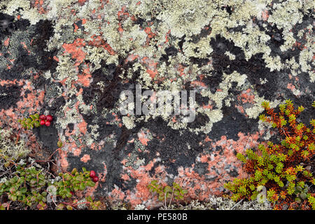 Flechten bedeckt Rock mit Preiselbeere, Ennadai Lake, Territorium Nunavut, Kanada Stockfoto
