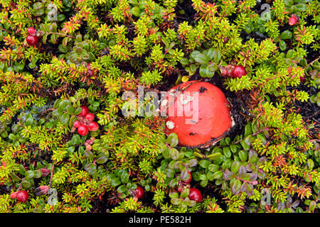 Barrenlands tundra Pflanzengesellschaften - Preiselbeere und amanita Pilztaster, Arktis Haven Lodge auf Ennadai Lake, Territorium Nunavut, Kanada Stockfoto