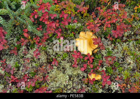 Barrenlands tundra Pflanzengesellschaften - Arktische Blaubeere und pilzscheibe, Arktis Haven auf Ennadai Lake, Territorium Nunavut, Kanada Lodge Stockfoto