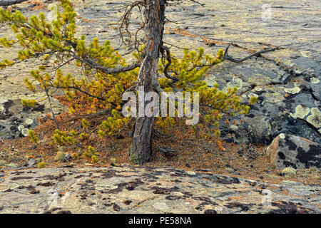 Präkambrischen Felsformationen mit verkümmerte Kiefer, Yellowknife, Ingraham Trail, Nordwest-Territorien, Kanada Stockfoto