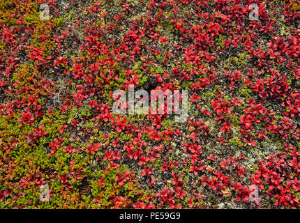 Brentraube (Arctostaphylos uva-Ursi) Herbst Laub, Ennadai Lake, Territorium Nunavut, Kanada Stockfoto