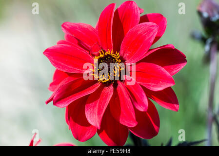 Die Blume eines Dahlie 'Bischof von Llandaff' Stockfoto