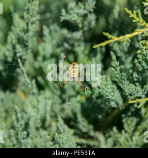 Große Spinne. Gemeinsame Schwarz und Gelb fett Mais oder Garden Spider Argiope aurantia auf seiner Web Warten auf seine Beute aus der Nähe selektiven Fokus Stockfoto