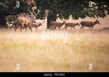 Gruppe von Red deer Hirsch zusammen Stockfoto