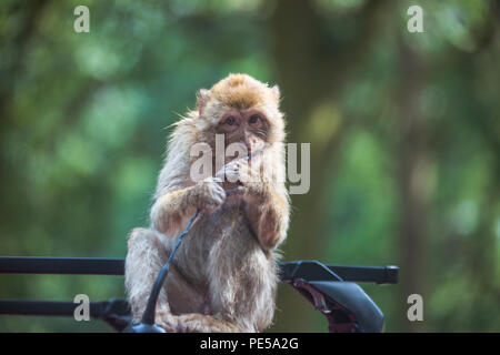 Barbary macaque Spielen mit Arial auf dem Dach an der Woburn Safari Park, Großbritannien Stockfoto