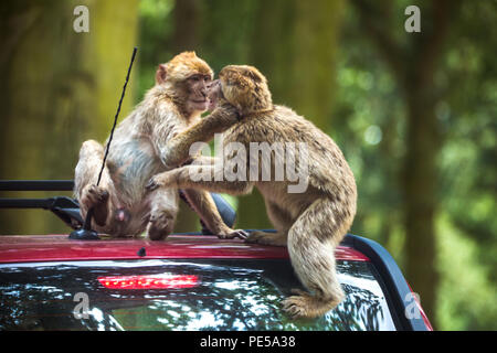 Barbary macaques spielen Kämpfe an der Woburn Safari Park, Großbritannien Stockfoto