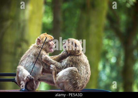 Barbary macaques spielen Kämpfe an der Woburn Safari Park, Großbritannien Stockfoto