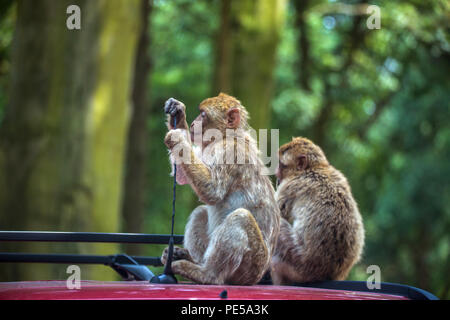 Barbary macaques spielen sie mit Arial auf dem Dach an der Woburn Safari Park, Großbritannien Stockfoto