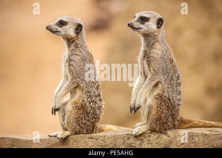 Paar Erdmännchen sitzend auf Rock am Woburn Safari Park, UK lächelnd Stockfoto