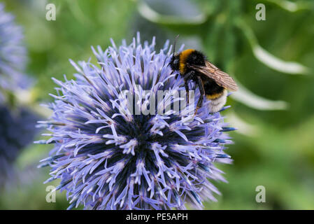 Eine Hummel südlichen globethistle (Echinops ritro) Stockfoto