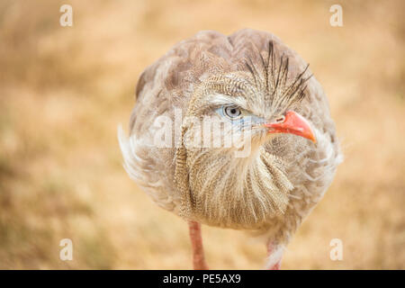 In der Nähe von Red legged seriema (cariama cristata) an der Kamera auf der Suche Stockfoto