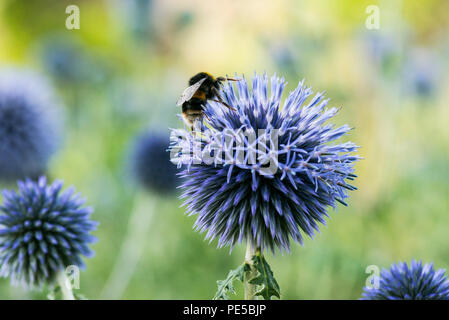 Eine Hummel südlichen globethistle (Echinops ritro) Stockfoto