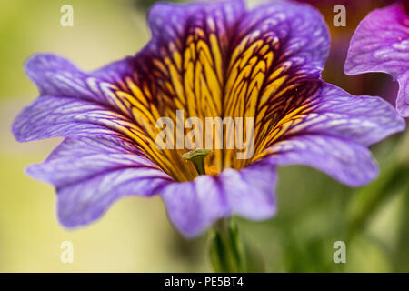 Eine Nahaufnahme der Blüte eines lila lackiert Zunge (salpiglossis Sinuata) Stockfoto