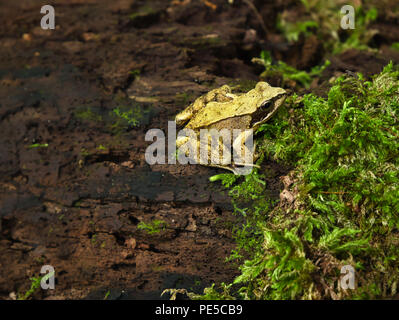 Ein moor Frosch sitzt auf einem Baumstamm und Uhren eine Fliege sitzt auf dem Moos ahnungslos Stockfoto